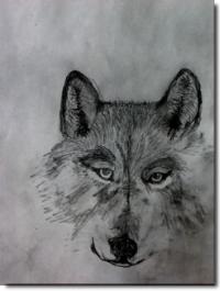 Pic: 'Mexican Wolf in Saratoga Springs' - drawing by Martin Murie, 2008 - Size: 9k