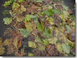 Pic: "leaves" - © 2008 Guido Monte - Size: 16k