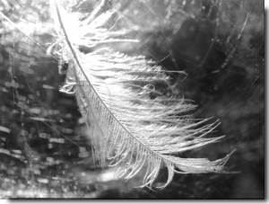 Pic: "Fragile" - © 2010 by Silvia Spacca - Size: 13k